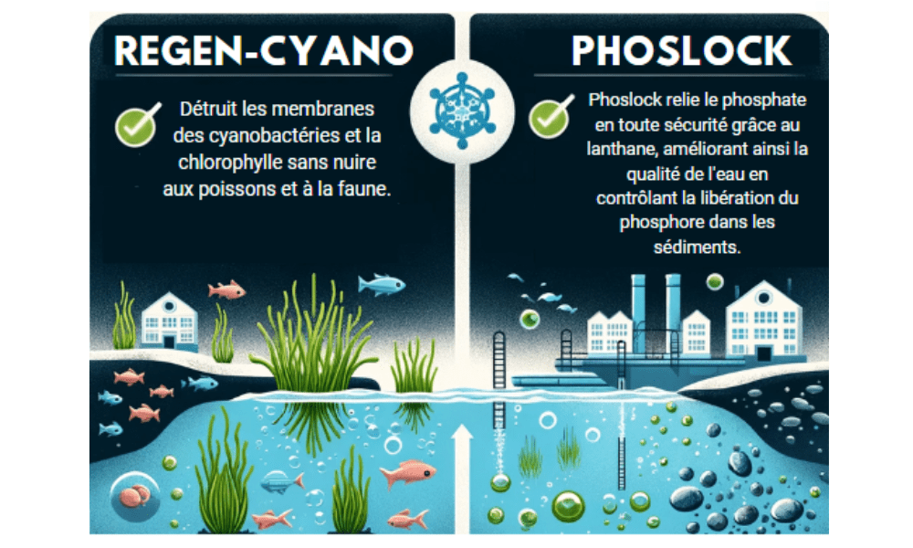 Regen Cyano vs Phoslock