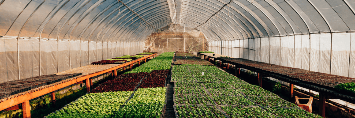 Station météo autonomes pour cultures sous serres