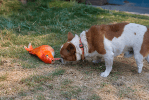 conséquences de l"utilisation des herbicides