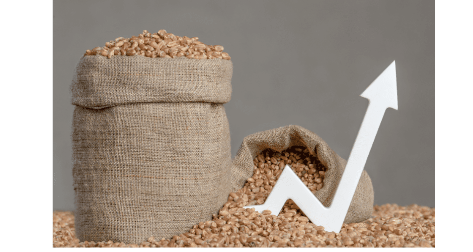 grain stocks