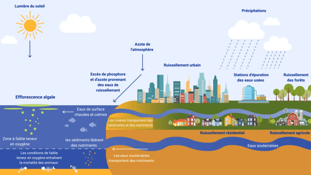 la prolifération d'algues nuisibles