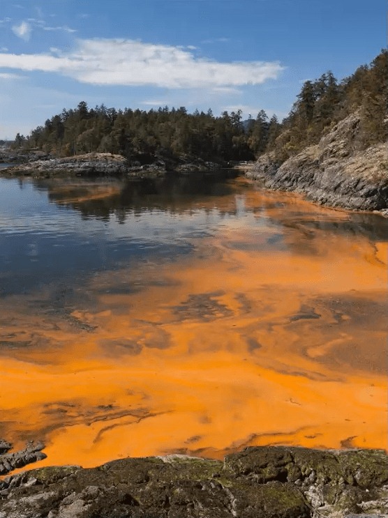 orange algae