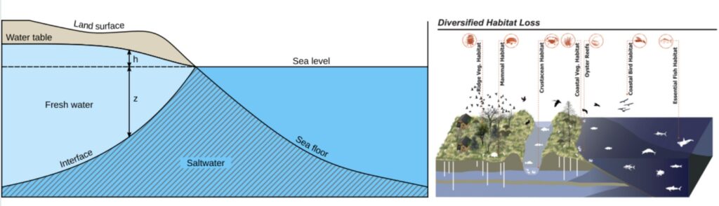 Illustration de la relation de Ghyben–Herzberg